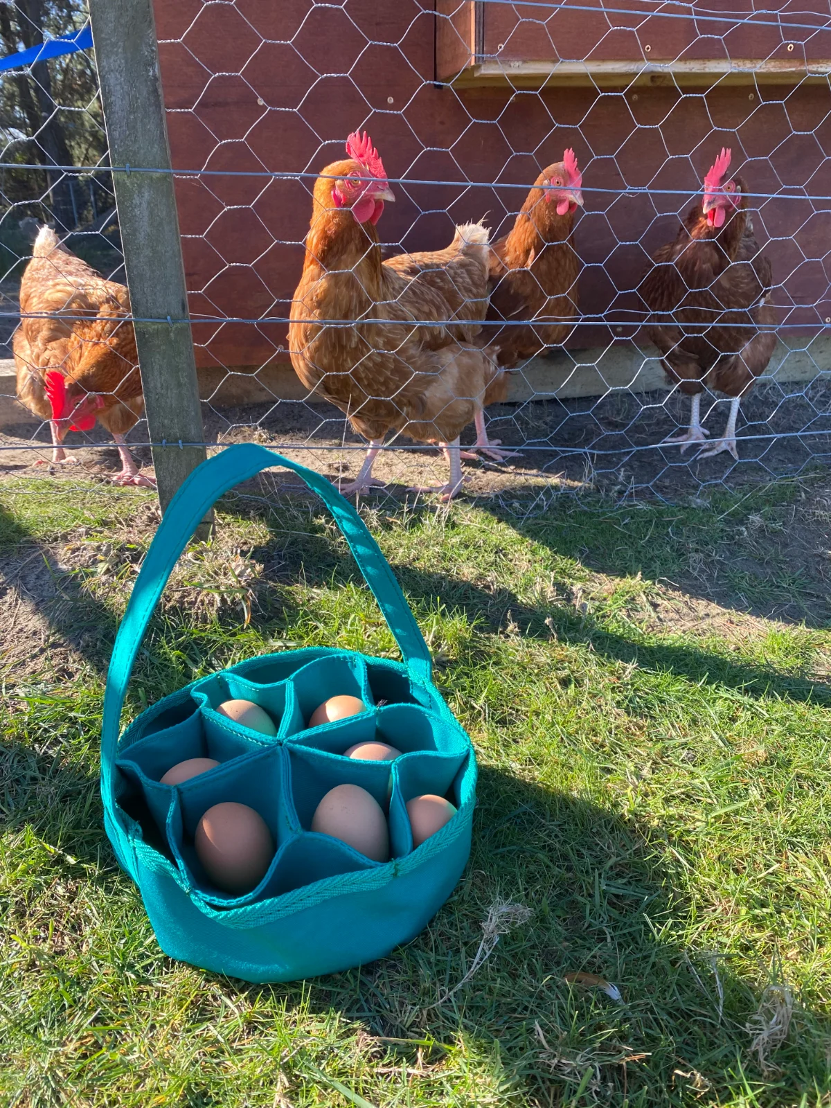 Teal canvas egg carrier full of eggs on the grass beside the chicken run