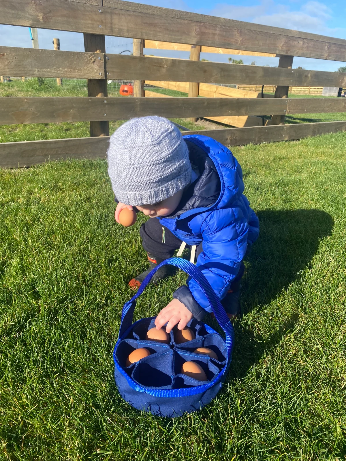 Child collecting eggs into a canvas egg carrier