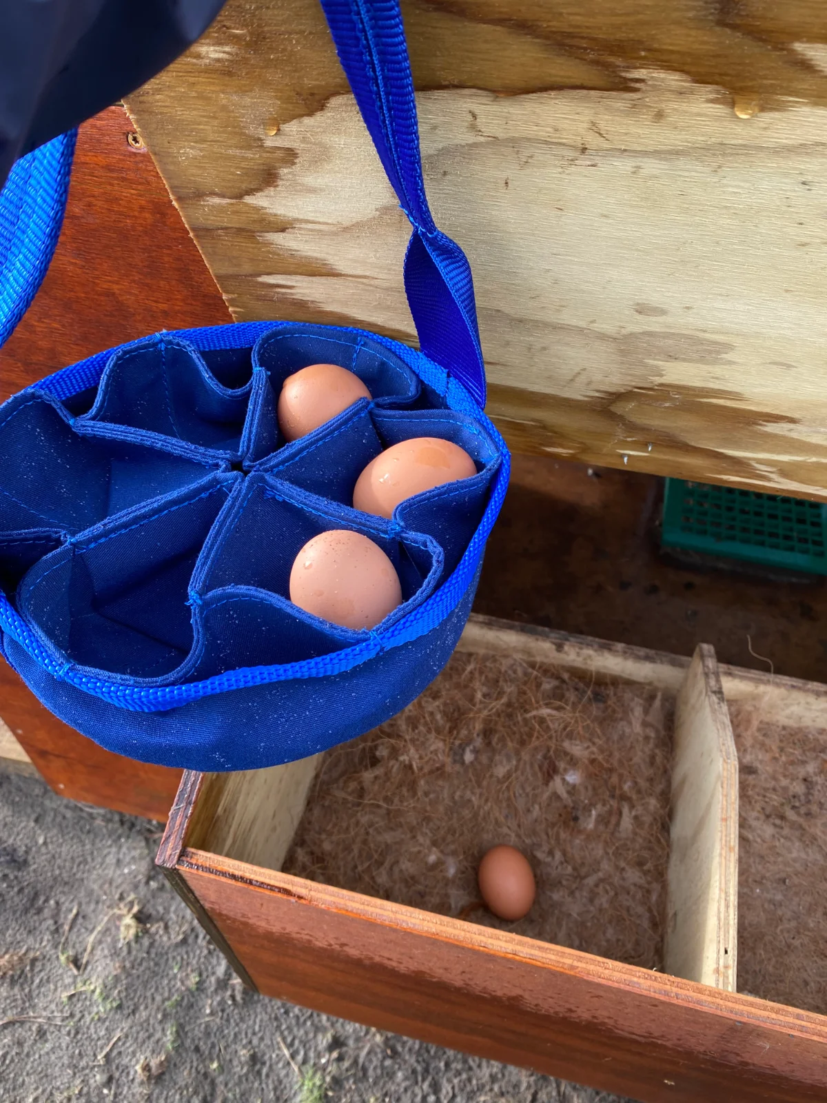 Blue canvas egg carrier being filled from the nesting box